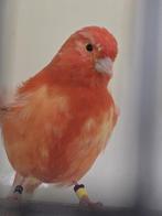 Rood schimmel en vetstof mannen, Dieren en Toebehoren, Vogels | Kanaries, Mannelijk, Kleurkanarie