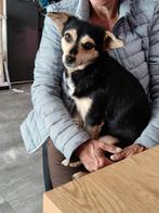 Kleine Amy van 2 jaar jong tot 25 cm hoog, Dieren en Toebehoren, Honden | Niet-rashonden, Particulier, Rabiës (hondsdolheid), 1 tot 2 jaar