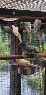 Jonge Koppels en poppen kakariki 25, Dieren en Toebehoren, Vogels | Parkieten en Papegaaien, Meerdere dieren, Parkiet, Geringd