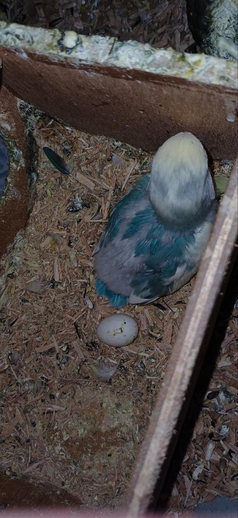 Agaponis, Dieren en Toebehoren, Vogels | Parkieten en Papegaaien, Dwergpapegaai of Agapornis, Geslacht onbekend, Tam