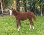 Welsh merrieveulen sectie b, Dieren en Toebehoren, Pony's, Merrie, Onbeleerd, C pony (1.27m tot 1.37m), 0 tot 2 jaar