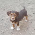 GaGa Animal Care - SHIBA kan eind augustus naar NL komen, Dieren en Toebehoren, Honden | Niet-rashonden, Particulier, Rabiës (hondsdolheid)