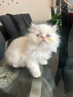 Lieve himalaya langhaar kitten, Dieren en Toebehoren, Katten en Kittens | Raskatten | Langhaar, Poes, Ontwormd, 0 tot 2 jaar