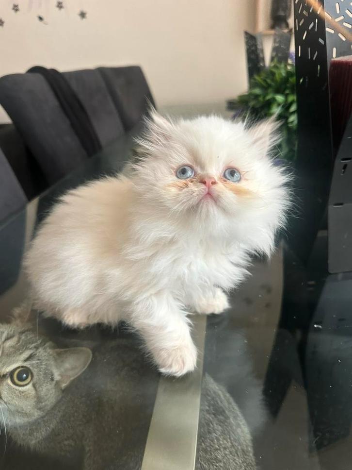 Lieve himalaya langhaar kitten, Dieren en Toebehoren, Katten en Kittens | Raskatten | Langhaar, Poes, 0 tot 2 jaar, Ontwormd, Ingeënt