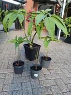Voodoo Lelie( Sauromatum Venosum), Ophalen, Zomer, Volle zon