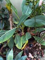 Musella lasiocarpa, Tuin en Terras, Ophalen, Overige soorten, Volle zon