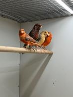 Kanaries Rood Agaat, Meerdere dieren, Kleurkanarie