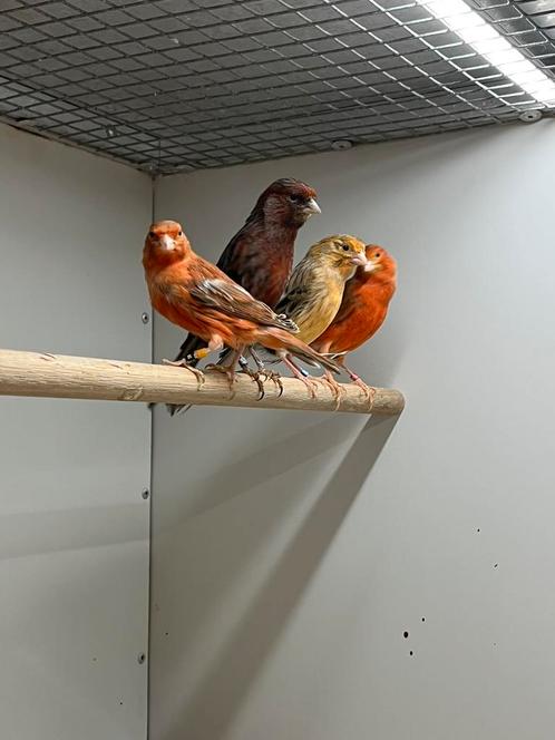 Kanaries Rood Agaat, Dieren en Toebehoren, Vogels | Kanaries, Kleurkanarie, Meerdere dieren