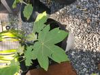 Tetrapanax stekken, Tuin en Terras, Planten | Tuinplanten, Ophalen, Zomer, Overige soorten, Volle zon