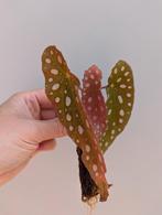 Stek / plantje stippenplant, kamerplant. Begonia, Groene kamerplant, Ophalen, Halfschaduw, Minder dan 100 cm