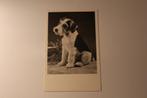 Z/w Honden AK - Jonge Foxterrier, Duitsland 1922, Gelopen, 1920 tot 1940, Verzenden, Hond of Kat