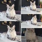 Maine Coon kittens id garantiecontract, Dieren en Toebehoren, Meerdere dieren, Gechipt, 0 tot 2 jaar