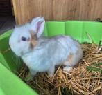 Angora ram, Mannelijk, Middelgroot, 0 tot 2 jaar