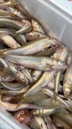 Spiering Doodaas - Vers gevangen!, Ophalen of Verzenden, Nieuw, Kunstaas