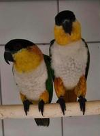 Prachtig koppel zwartkop  Caiques Broedrijp, Dieren en Toebehoren, Vogels | Parkieten en Papegaaien, Meerdere dieren, Papegaai