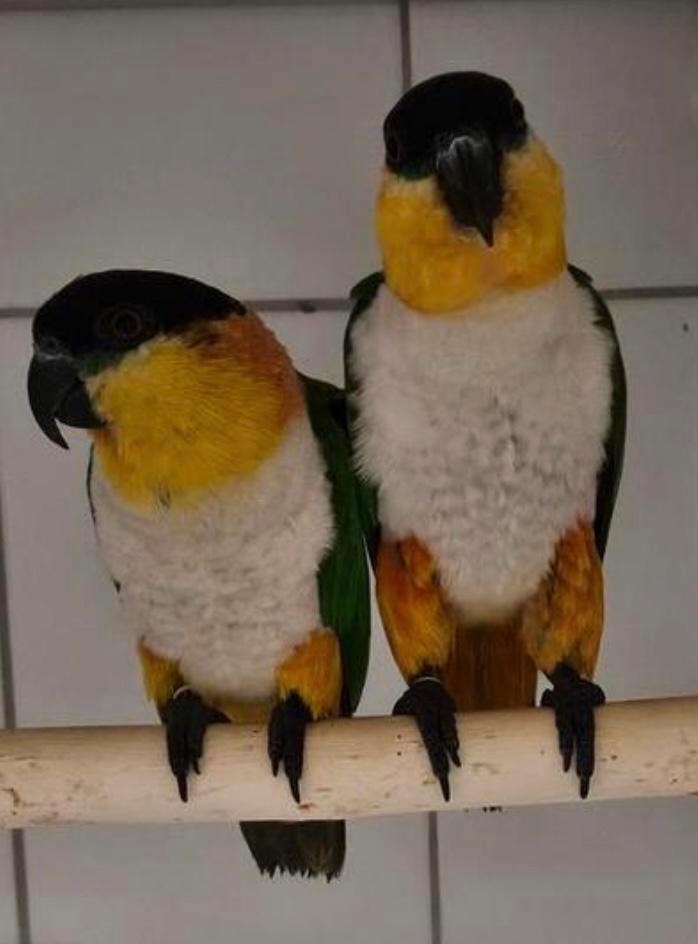 Prachtig koppel zwartkop  Caiques Broedrijp, Dieren en Toebehoren, Vogels | Parkieten en Papegaaien, Papegaai, Meerdere dieren
