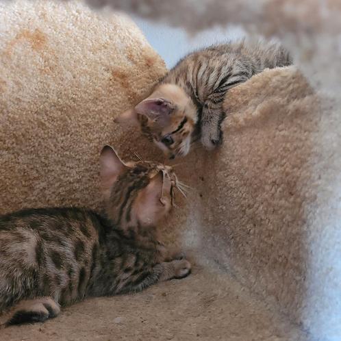 2 bengaal kittens poesje en katertje .mag verhuizen ., Dieren en Toebehoren, Katten en Kittens | Raskatten | Korthaar, Meerdere dieren