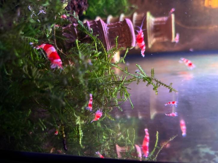 Crystal red garnalen, Dieren en Toebehoren, Vissen | Aquaria en Toebehoren, Nieuw, Overige typen, Ophalen