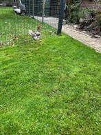 Barnevelder krielhaan, Dieren en Toebehoren, Mannelijk, Kip