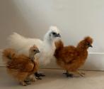 Zijdehoen haantje te koop, Dieren en Toebehoren, Mannelijk, Kip