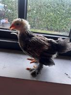 Brahma hennen!, Vrouwelijk, Kip