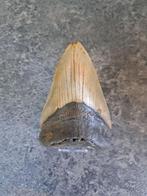Megalodon Tand- USA- South Carolina ORIGINEEL	11,7x7,8x2,7	c, Ophalen of Verzenden, Fossiel