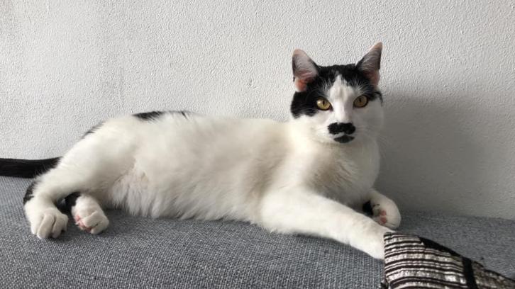 Lilo zoekt een nieuw huisje, Dieren en Toebehoren, Katten en Kittens | Overige Katten, Kortharig, Kater, 6 jaar of ouder