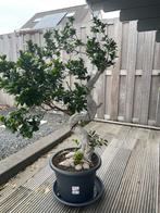 Mooie Ficus 135cm, Tuin en Terras, Ophalen, Volle zon, Overige soorten