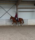 Stoere D-pony te koop, Dieren en Toebehoren, Minder dan 160 cm, Ruin, Zadelmak, 3 tot 6 jaar