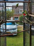 Tek: Roodvleugel pop 2025 met dna.Kan mee naar Hardenberg, Vrouwelijk, Parkiet