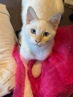 Parmesan, red point siamees katertje 5 maanden, Dieren en Toebehoren, Katten en Kittens | Raskatten | Korthaar, Kater, Gechipt