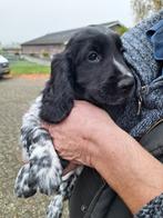 Cocker spaniel x friese stabij pups., Dieren en Toebehoren, 8 tot 15 weken, Meerdere, Meerdere dieren, Klein