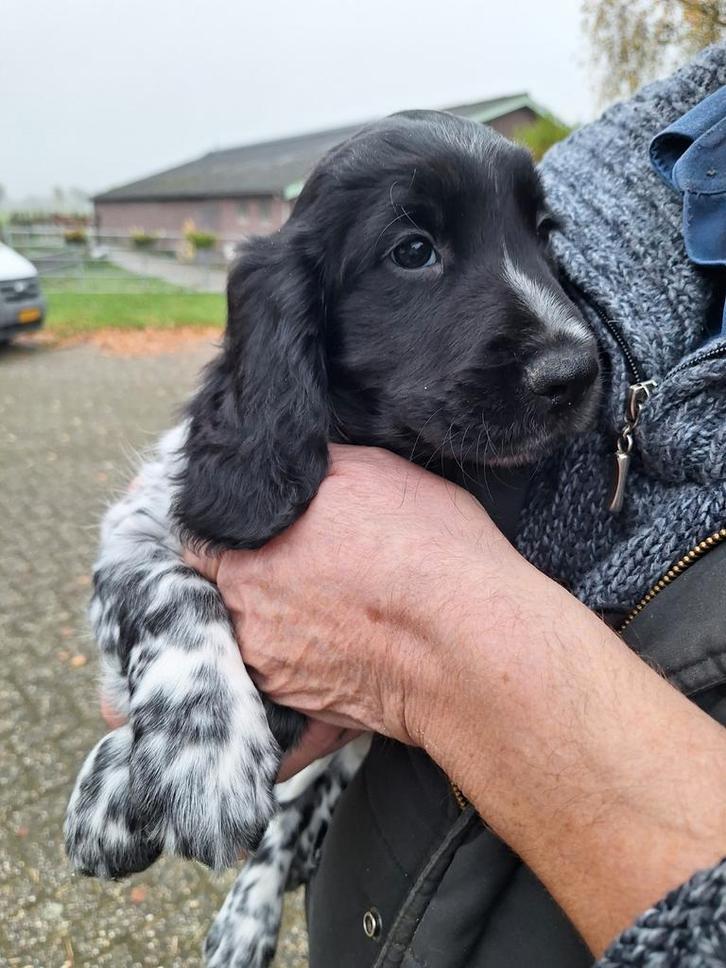Cocker spaniel x friese stabij pups..NOG 1 REUTJE ., Dieren en Toebehoren, Honden | Niet-rashonden, Klein, Meerdere dieren, Particulier