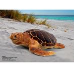Loggerhead Turtle – Schildpad beeld Lengte 119 cm, Ophalen, Nieuw