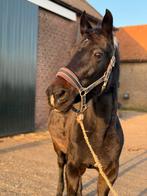 Prachtige, betrouwbare merrie te koop, Dieren en Toebehoren, Pony's, B, Gechipt, 7 tot 10 jaar, Recreatiepony