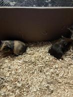 Cavia’s, November, Meerdere dieren, Cavia