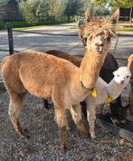 Mooie, Lieve Alpacas te koop: Merries met veulen, bont!, Dieren en Toebehoren, Overige Dieren, April, Vrouwelijk