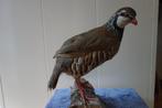 Prachtige opgezette roodpoot patrijs, Ophalen of Verzenden, Zo goed als nieuw, Vogel, Opgezet dier