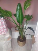 Strelitzia Nicolai (Paradijsvogelplant), Ophalen, 100 tot 150 cm, Palm, Halfschaduw