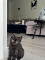 Britsekorthaar kittens TE koop, Dieren en Toebehoren, Katten en Kittens | Raskatten | Korthaar, Meerdere dieren, Ontwormd