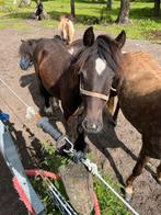 Te koop super leuke tinker jaarling, Dieren en Toebehoren, 0 tot 2 jaar, Hengst, Gechipt, Onbeleerd