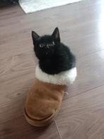Prachtige Bombay kitten opzoek naar gouden mandje, Meerdere dieren, Gechipt, 0 tot 2 jaar