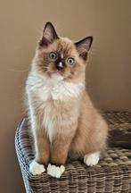 Lieve Ragdoll Kittens & Herplaatsers met Stamboom, Meerdere dieren, Gechipt