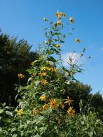Aardpeer knolletjes - Pootgoed voor de moestuin, Ophalen of Verzenden, Voorjaar, Halfschaduw, Knol