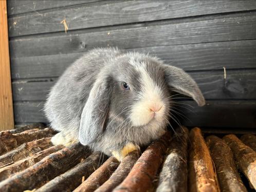 Prachtig nestje Minilop x NHD, Dieren en Toebehoren, Konijnen, Dwerg, Meerdere dieren, 0 tot 2 jaar, Hangoor