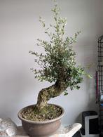 Quercus Kurkeik Bonsai, Ophalen, Bloeit niet, Halfschaduw, Overige soorten
