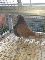 1 verbasterde gaditano doffer kropper, Dieren en Toebehoren, Vogels | Duiven, Mannelijk, Kropper