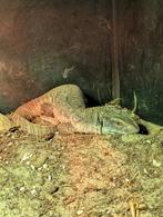 Varanus exanthematicus 0.0.1, Dieren en Toebehoren, Hagedis, 0 tot 2 jaar