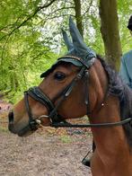 Super lieve D pony, Dieren en Toebehoren, Pony's, Merrie, B, Gechipt, 11 jaar of ouder