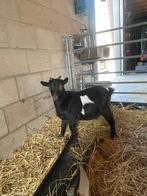 Dwergbokje, Dieren en Toebehoren, Schapen, Geiten en Varkens, Mannelijk, Geit